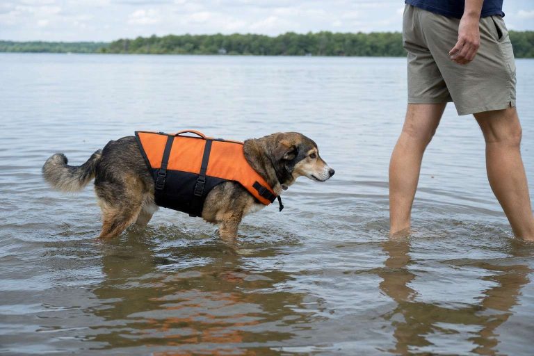 A medium-sized dog wearing a life jacket wading at the edge of a calm lake beside a person's legs